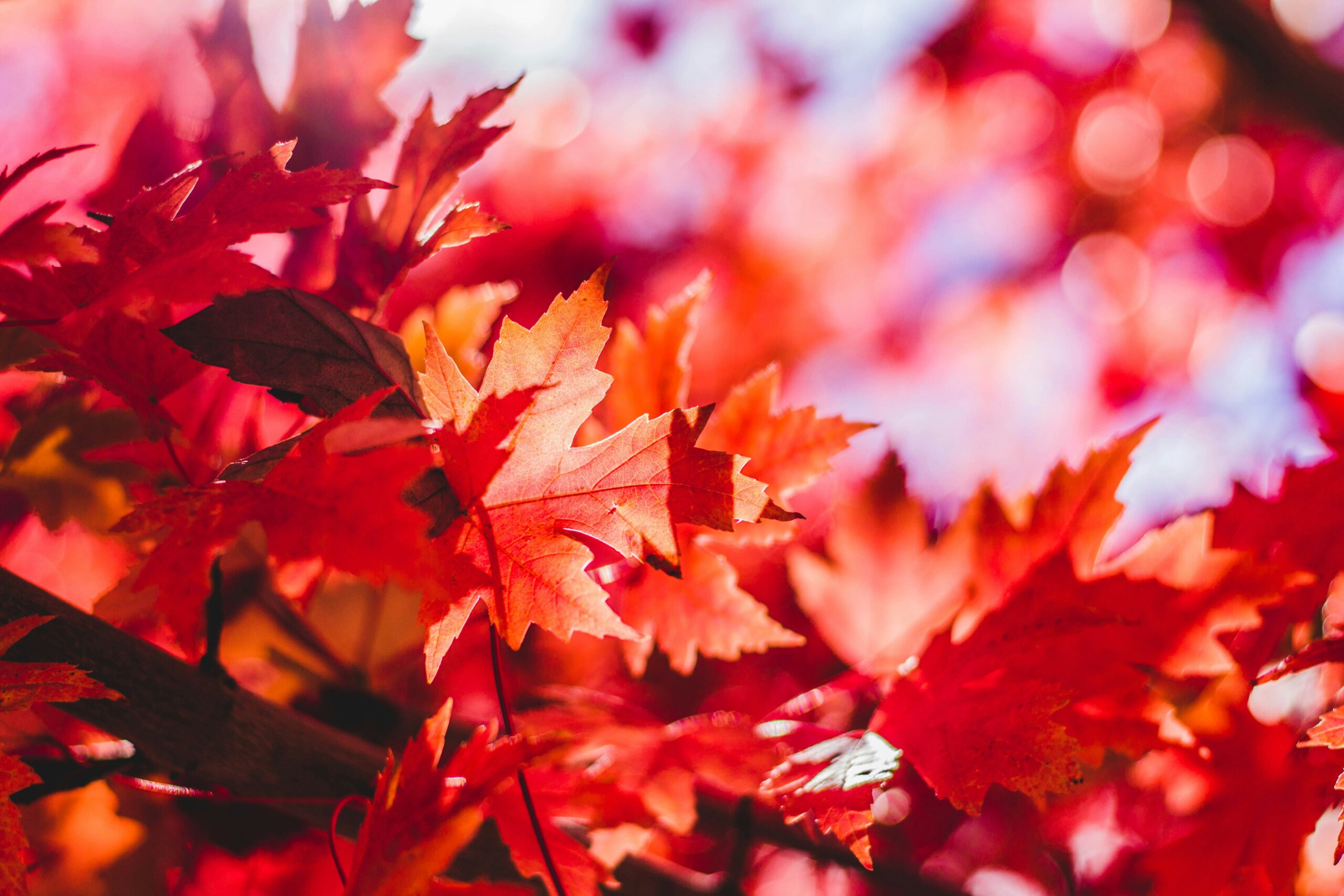 Otoño . Soltar